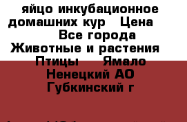 яйцо инкубационное домашних кур › Цена ­ 25 - Все города Животные и растения » Птицы   . Ямало-Ненецкий АО,Губкинский г.